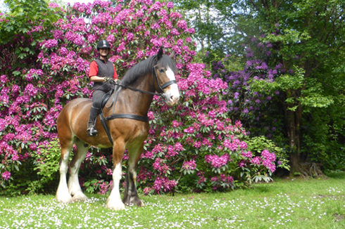Rehome a Horse month