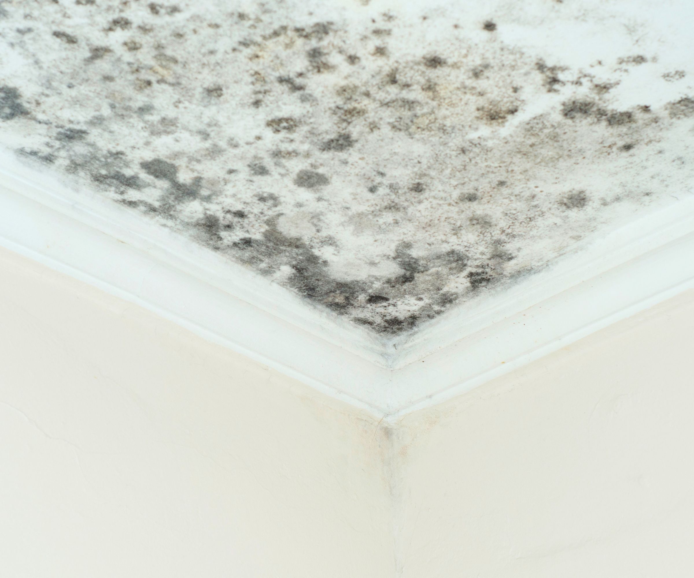 A white ceiling corner heavily stained with dark green mould. Black, green and grey speckled patches spread across the ceiling and into the upper walls, thickest along the edge where the two surfaces meet. The paint appears damp and discoloured.