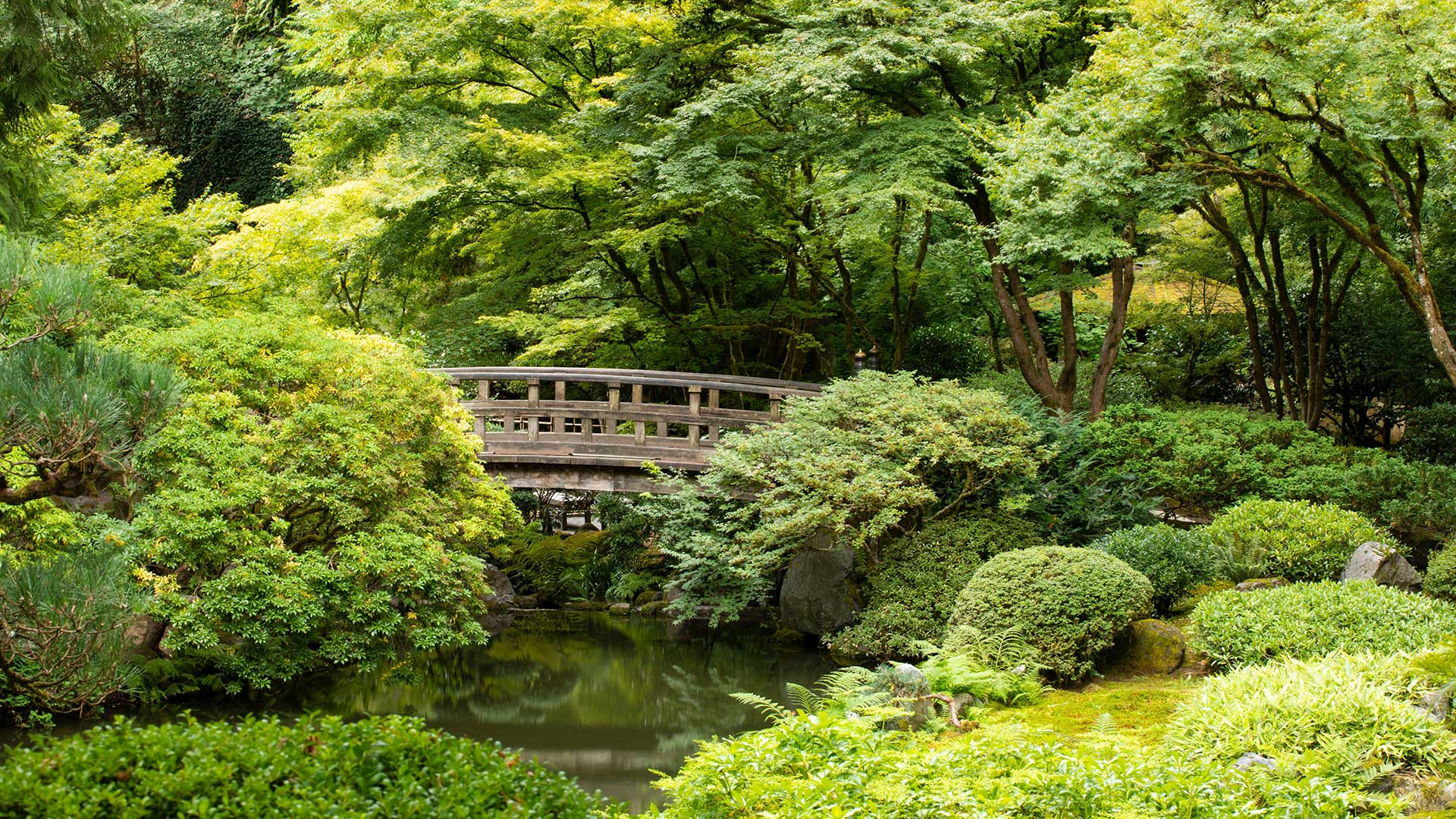 bridge and trees in Japanese garden in Portland