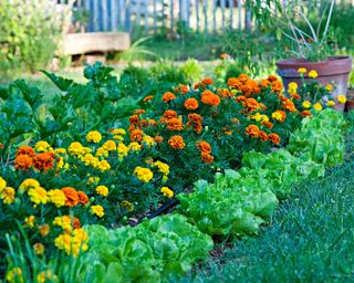 Marigolds planted next to lettuces as companion plants in vegetable garden