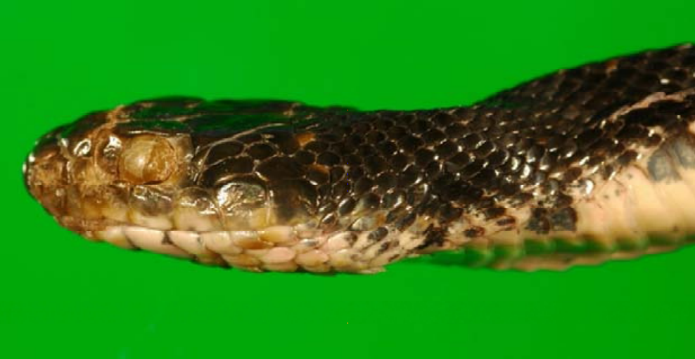 Photos: How a Fungal Disease is Disfiguring Snakes | Live Science