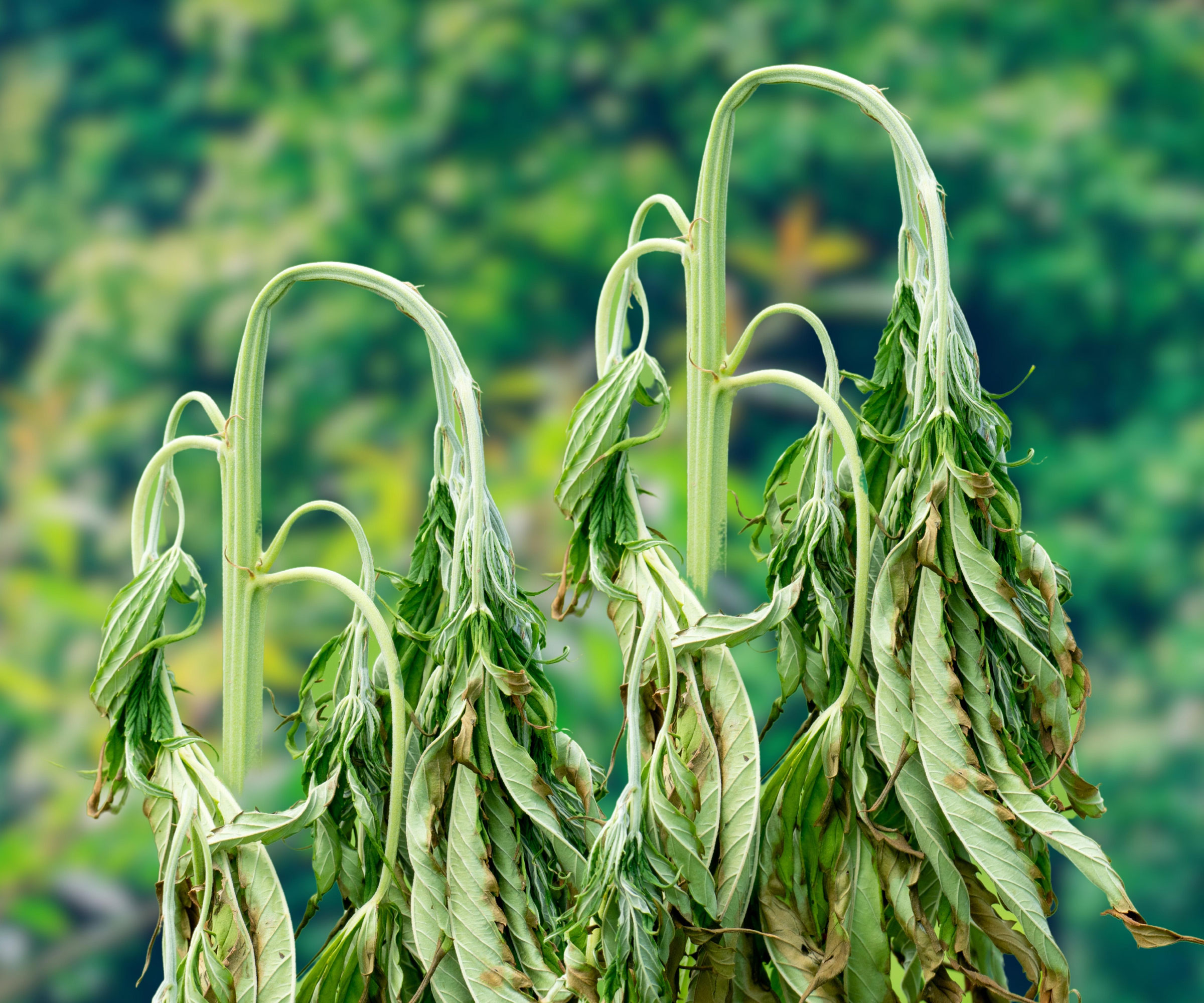 sunflowers showing signs of fusarium wilt