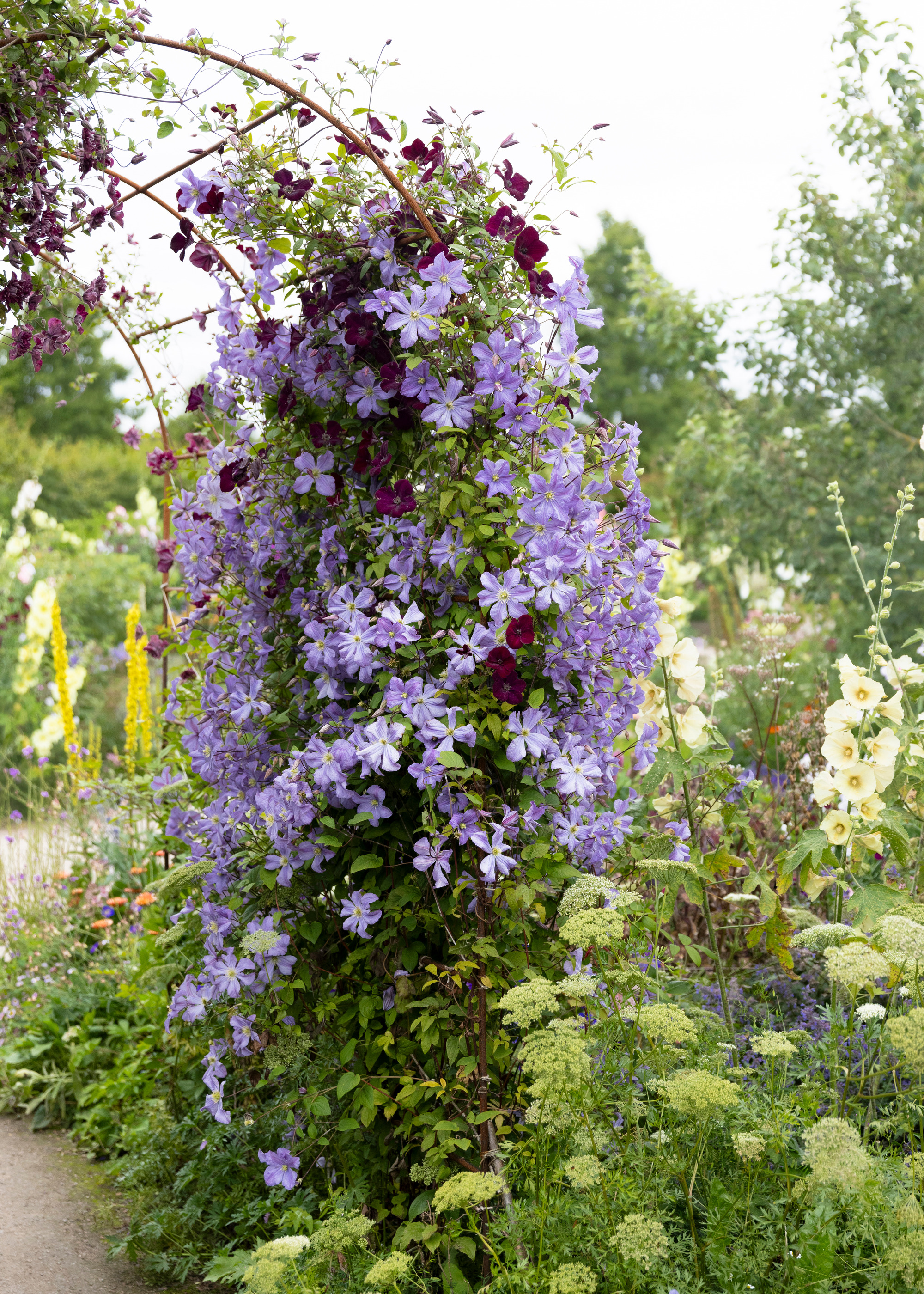 metal garden arch covered with climbing plants with purple and deep red flowers at RHS Hyde Hall