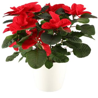 mouse poinsettia plant with red and green leaves used as christmas houseplant