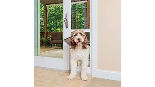 Dog using pet door in patio door