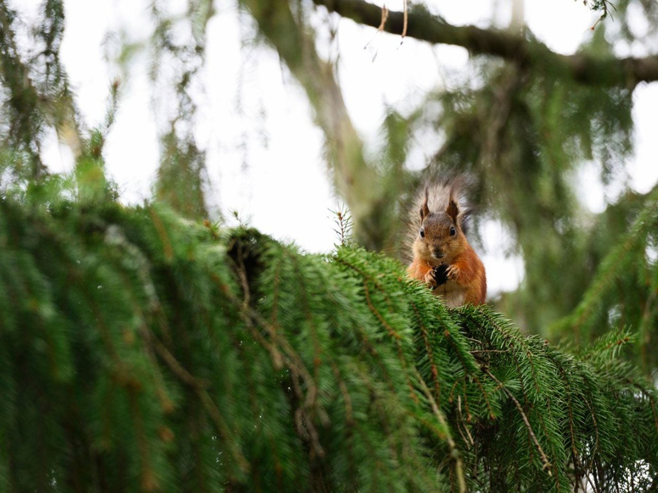 Squirrel On A Tree Branch