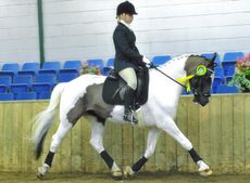 alfie-regionals-2014-001.jpg