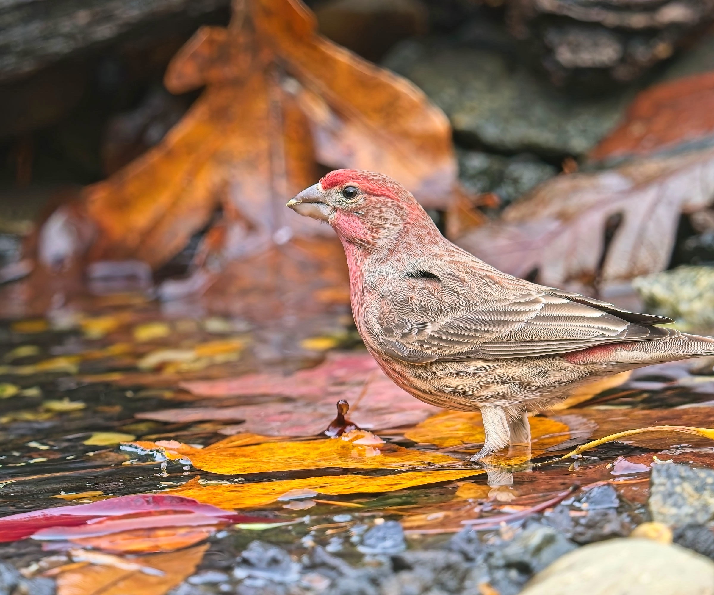 purple finch on edge of puddle of water with leaves