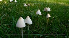 picture of small mushrooms growing in grass 
