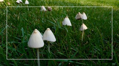 picture of small mushrooms growing in grass