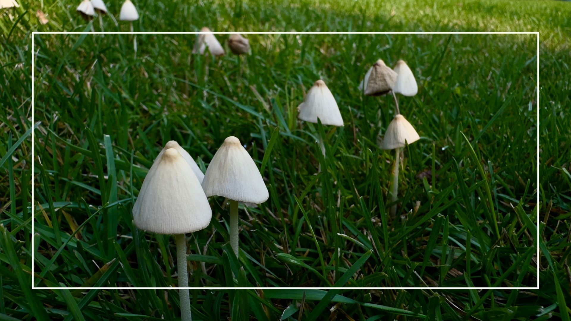 picture of small mushrooms growing in grass 