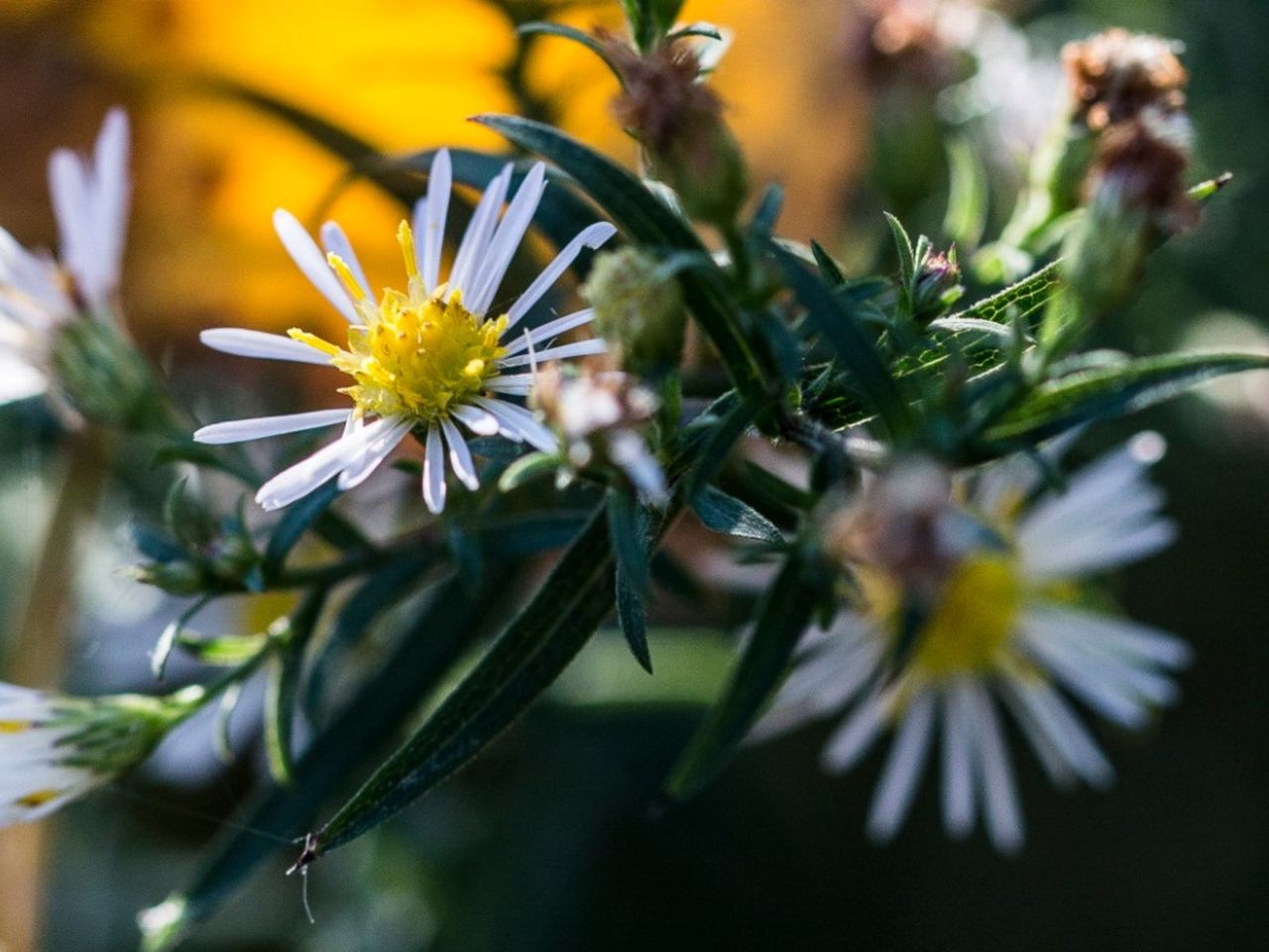 False Aster Boltonia Plant