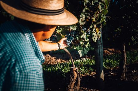 Shot from behind a person of a man in a hat picking some black grapes from a vine