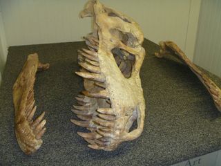 Philip Currie, one of the investigating paleontologists, said these fossils <a href=http://www.livescience.com/20826-tyrannosaur-tarbosaur-investigation-mongolia.html> were most likely subject to two rounds of poaching</a>. Often unskilled poachers remove