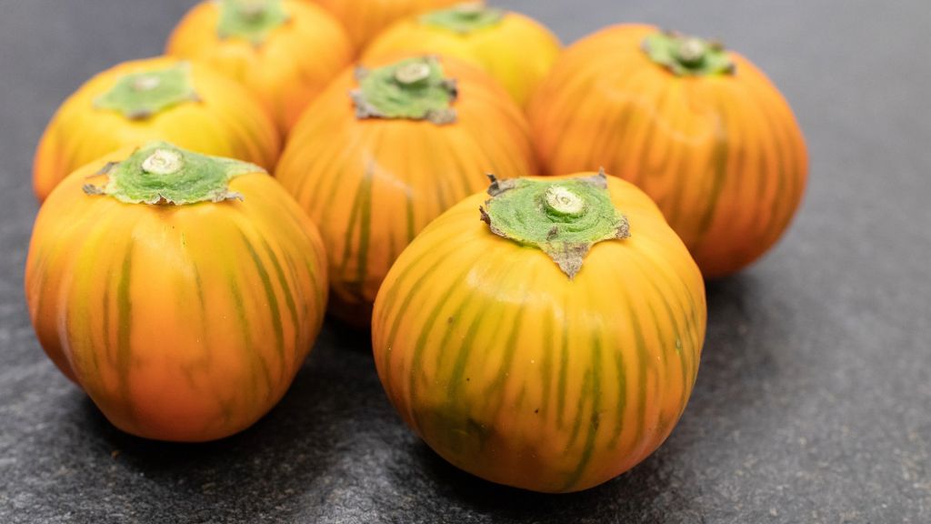 bitter tomato fruits, orangish color with green streaking 