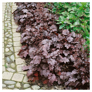 A patch of coral bells