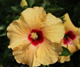 Hibiscus with yellow flowers