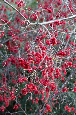 how to grow viburnum: Viburnum betulifolium