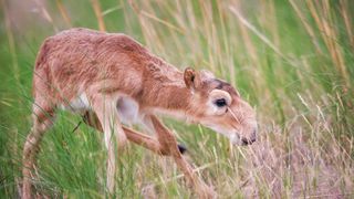 Saiga antelope