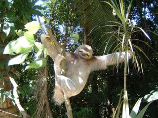The three-toed sloth (Bradypus variegatus) is one of the world's slowest mammals. It's so inactive that green algae grow on its shaggy coat, according to National Geographic. It uses its long claws to hang from the treetops, and its grip is so strong that even dead sloths have been known to remain suspended from a branch, National Geographic said.