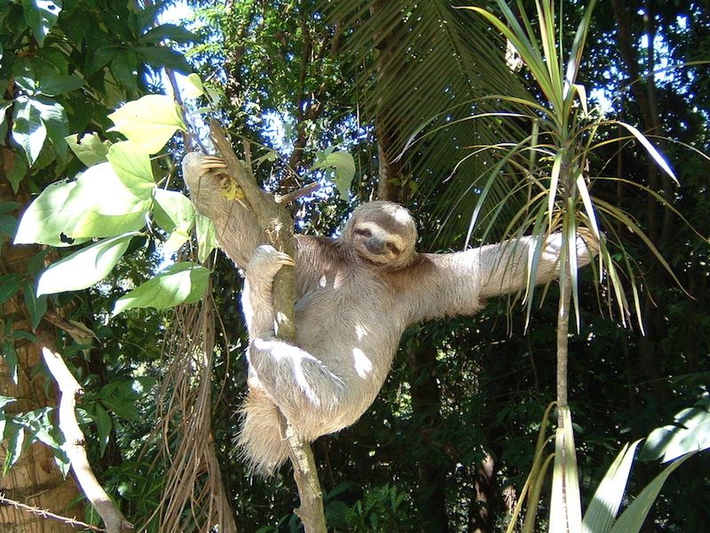 Sloths: The World's Slowest Mammals | Live Science