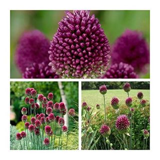 Allium Sphaerocephalon Drumstick X 10 Flower Bulbs Size 4/5 Beautiful Spring Flowers