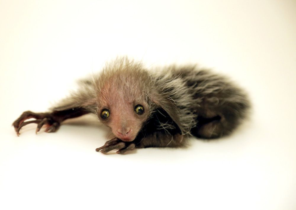 aye-aye tonks