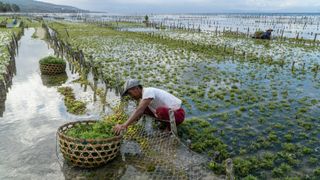 A seaweed farmer in Nusa Penida Bali is harvesting his seaweed cages on a cloudy afternoon.