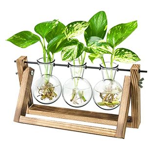 Ivolador Desktop Glass Vase Bulb Vase Plant Terrarium With Retro Solid Wooden Stand and Metal Swivel Holder for Hydroponics Plants Home Garden Wedding Décor(3 Bulb Vase)