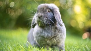 Mini lop rabbit