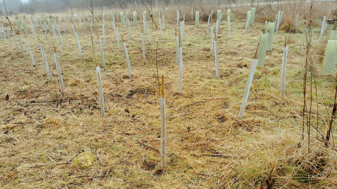 Saplings planted as a way of managing grazing land more sustainably