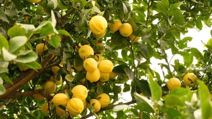 lemon tree laden with fruit