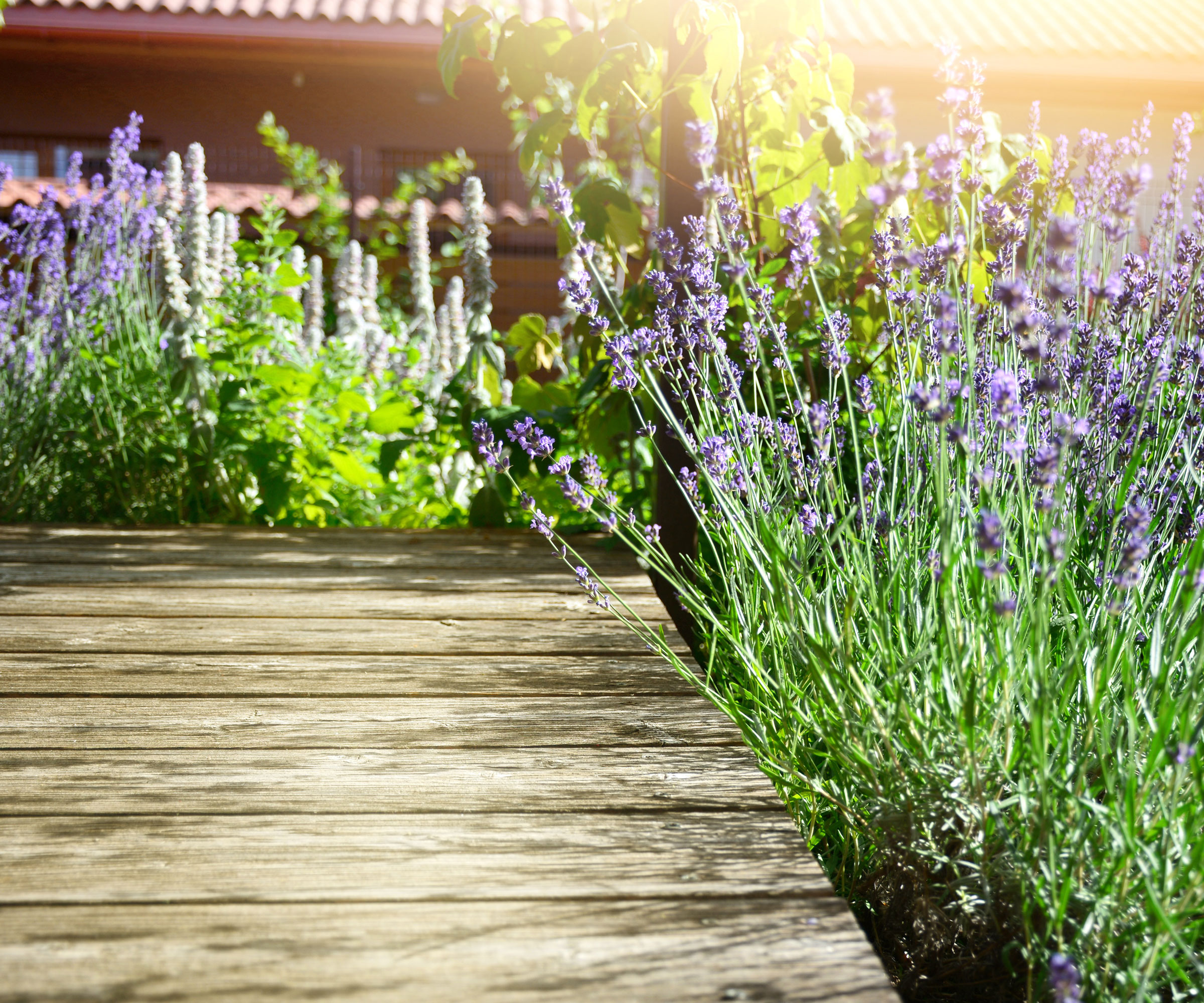 lavender plant with purple flowers flanking patio decking