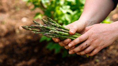 hands holding freshly harvested asparagus from garden 