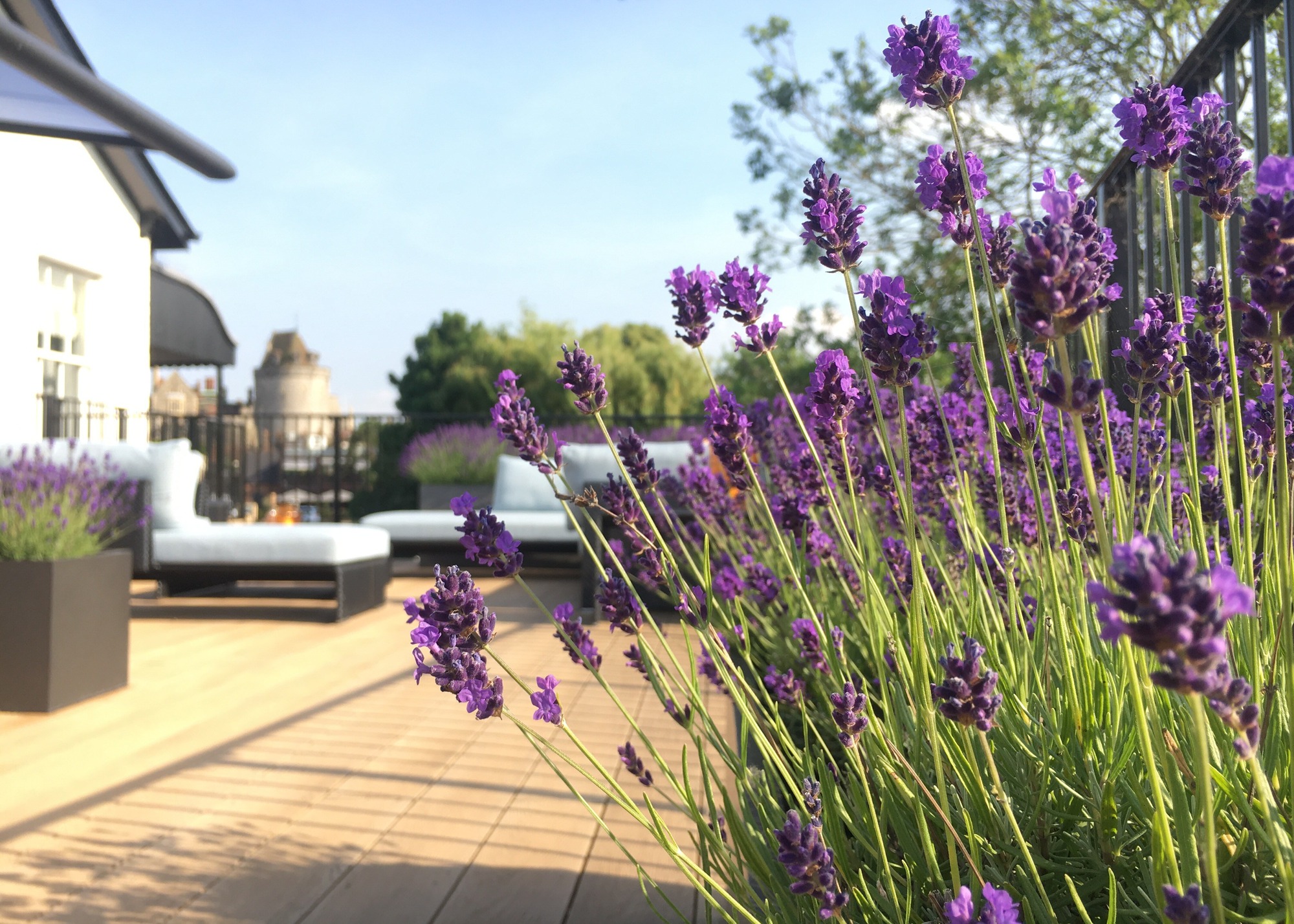 lavender in planters around a sun terrace