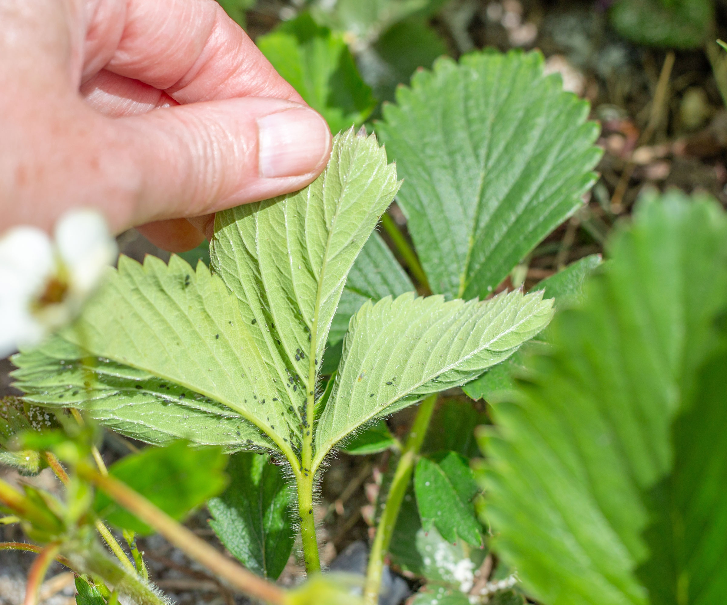 aphids on leaves of strawberry plant