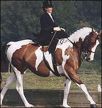 shside-saddlecolourbdmain.jpg