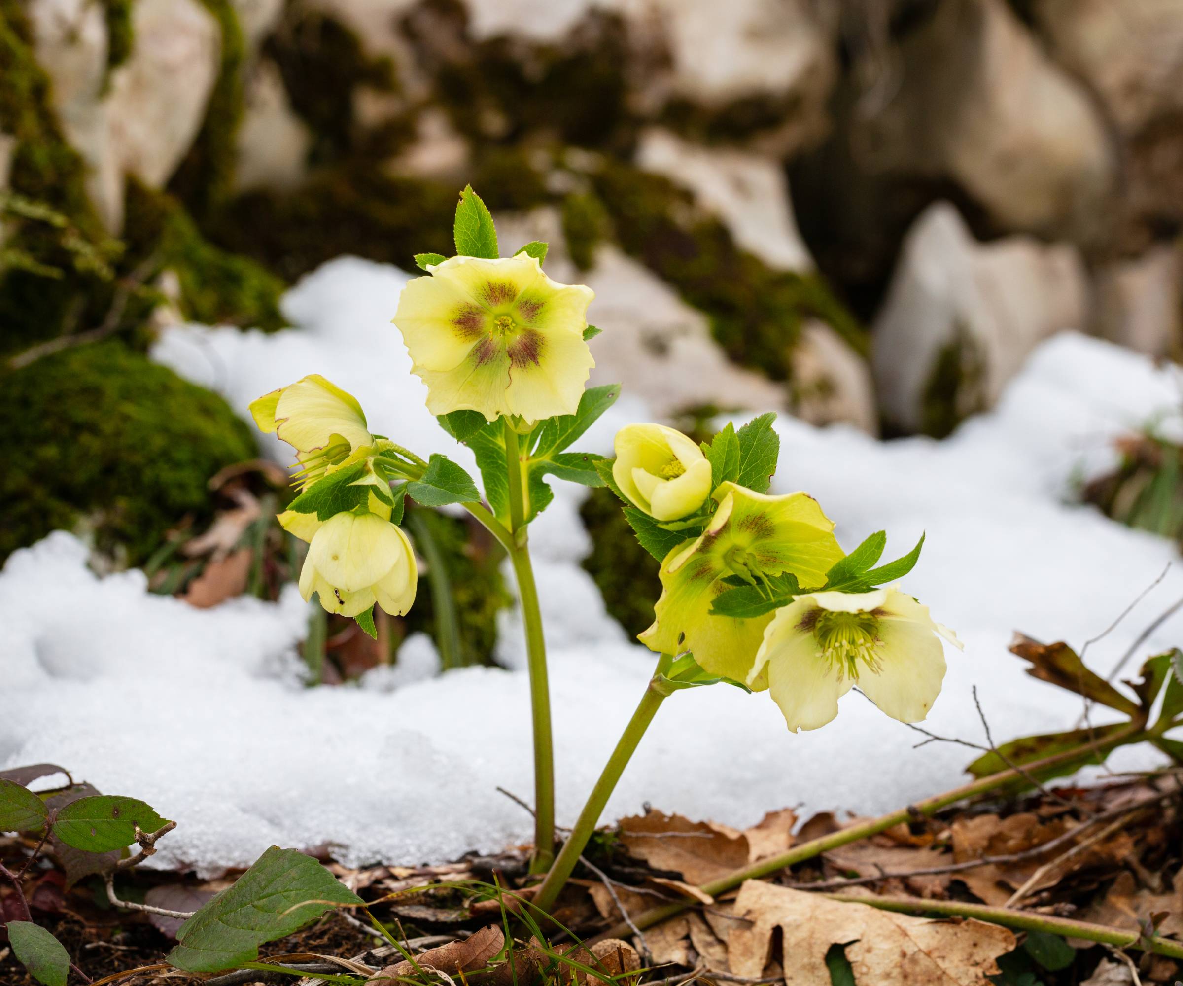 Hellebore flowers growing out of snow