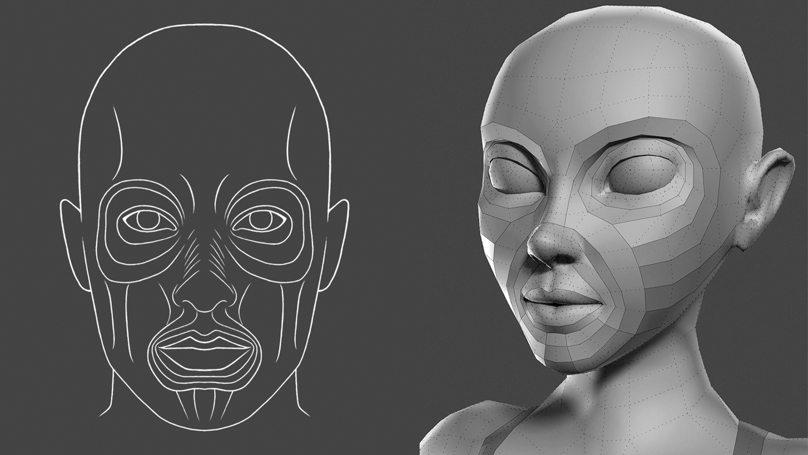 3D characters, anatomy modelling