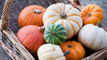 Cucurbita maxima. Basket of assorted squashes and pumpkins