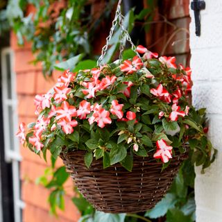 hanging basket with flowers and leaves