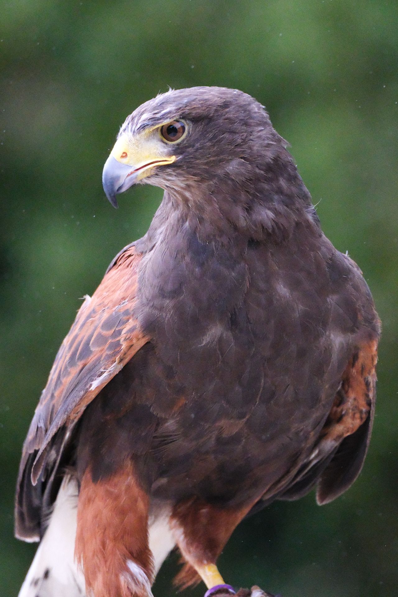 A photo of a bird of prey captured using a Fujifilm X-H2S and XF 400mm F4.5 R LM OIS WR telephoto lens