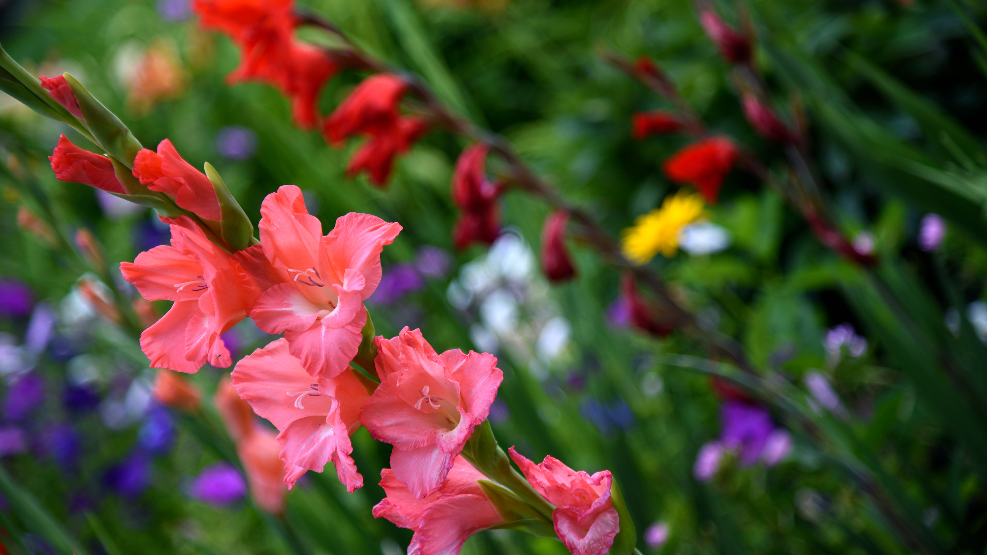 Gladiolus communis. Red gladiolus flowers in the autumn garden