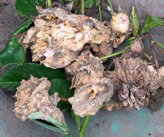 Botrytis grey mold on rose flowers