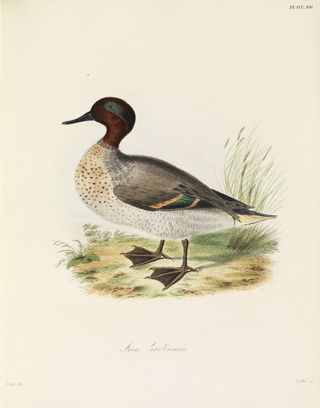Green-winged Teal duck (Anas carolinensis) from The Zoology of Captain Beechey’s Voyage (London, 1839)