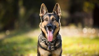 German Shepherd dog