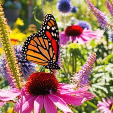 Monarch butterfly sips nectar from coneflower in butterfly garden