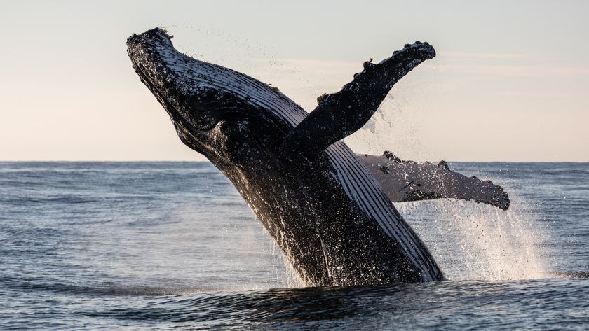 A humpback whale breaches out of the water