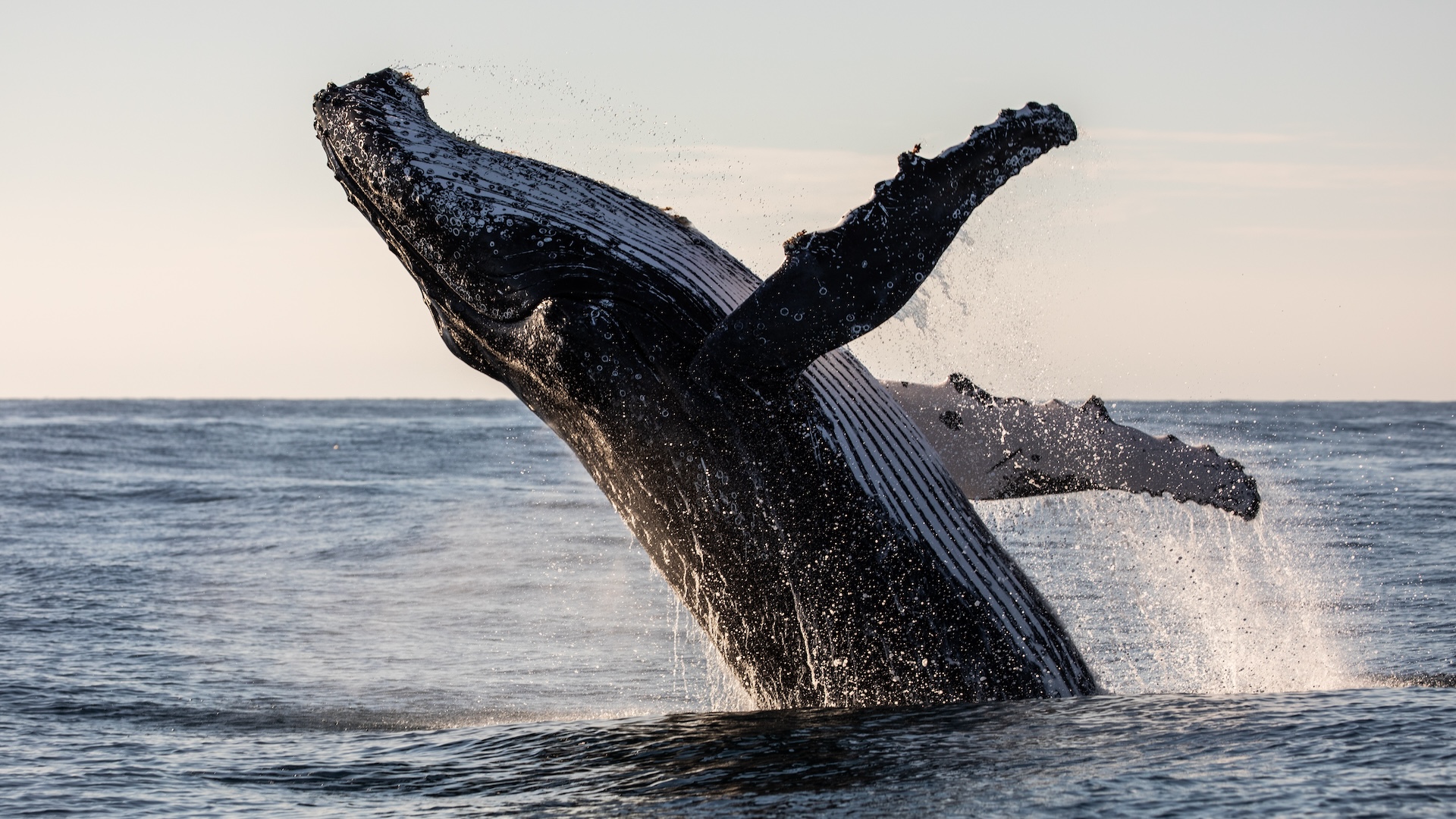 Whales: Facts about the largest animals on Earth