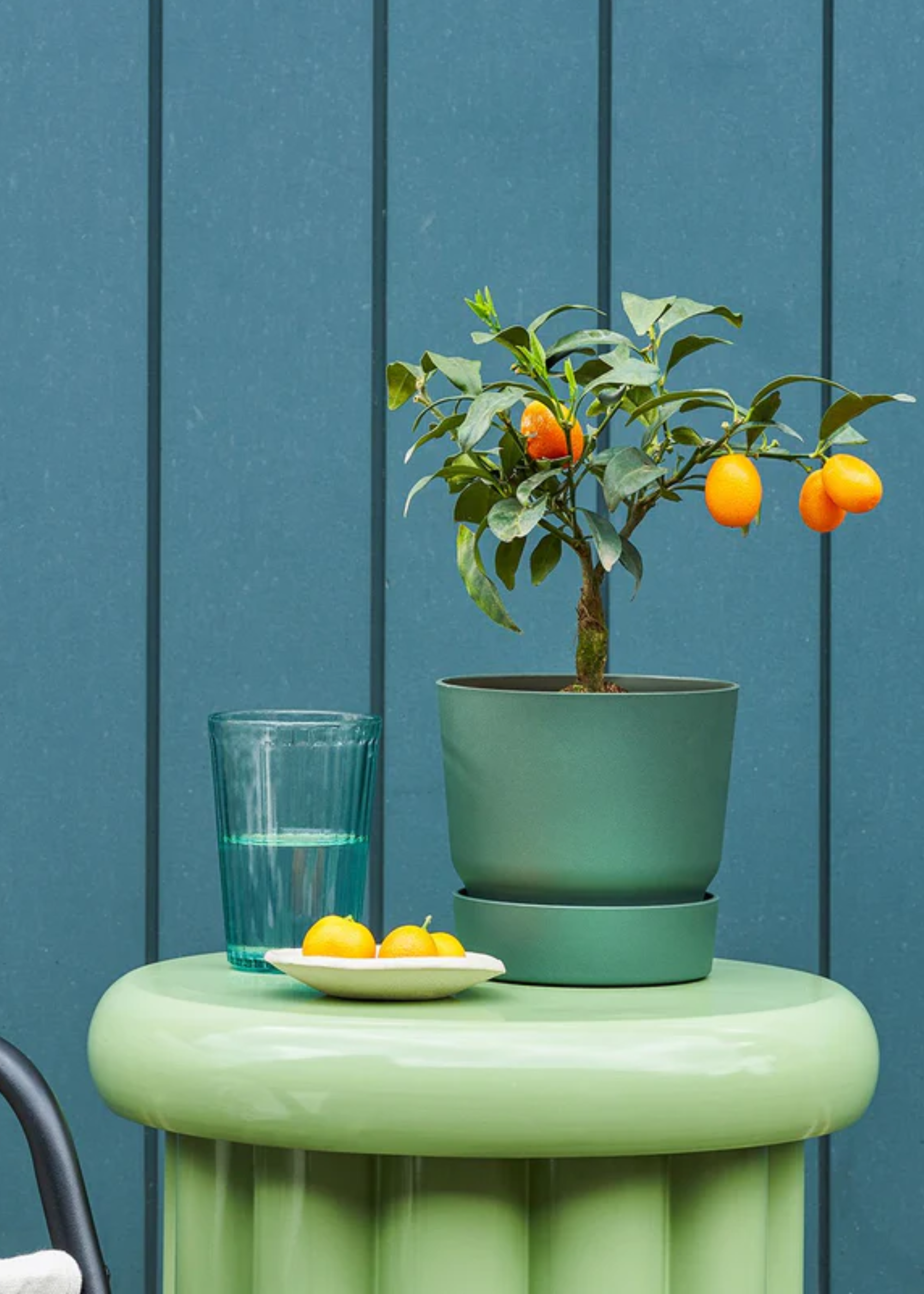 A potted kumquat tree on a side table